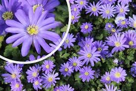 Image result for Anemonenarten