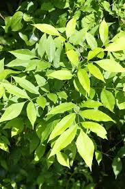 Attēlu rezultāti vaicājumam “Fraxinus pennsylvanica leaf”