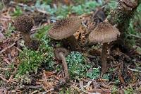 Attēlu rezultāti vaicājumam “Inocybe lanuginosa”