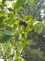 Attēlu rezultāti vaicājumam “Juglans x sinensis fruit”