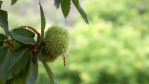Attēlu rezultāti vaicājumam “Castanea sativa  fruit”