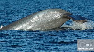 Image result for Balaenoptera musculus