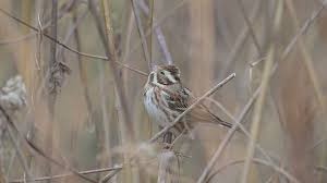 Image result for Emberiza rustica
