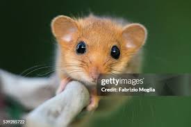 Attēlu rezultāti vaicājumam “Muscardinus avellanarius”