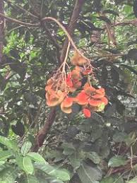 Image result for "Clompanus parviflora"