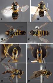 Attēlu rezultāti vaicājumam “Xanthogramma sp. male”