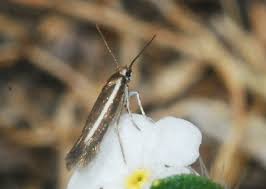 Attēlu rezultāti vaicājumam “Scythrididae”