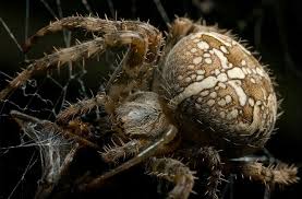 Attēlu rezultāti vaicājumam “Araneus diadematus”