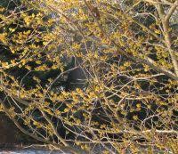 Attēlu rezultāti vaicājumam “Hamamelis mollis”