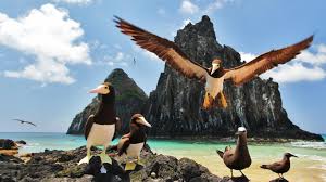 Image result for fernando de noronha