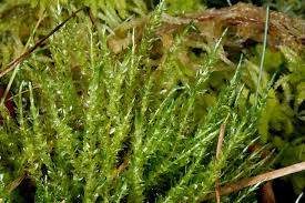 Attēlu rezultāti vaicājumam “Calliergon cordifolium”