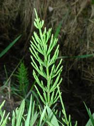 Attēlu rezultāti vaicājumam “Equisetum arvense”