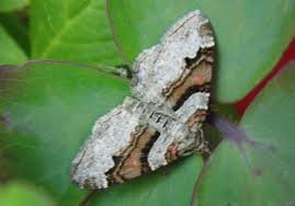 Attēlu rezultāti vaicājumam “Xanthorhoe designata”