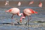 File:Flamingos Laguna Colorada.jpg - Wikipedia, the free encyclopedia