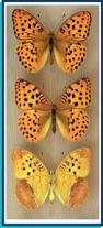 Attēlu rezultāti vaicājumam “Argynnis laodice male”