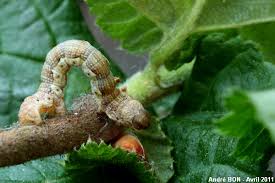 Attēlu rezultāti vaicājumam “Erannis defoliaria imago”