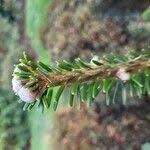 Attēlu rezultāti vaicājumam “Abies mariesii”