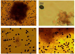 Image result for Liza ramada