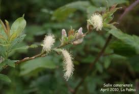 Attēlu rezultāti vaicājumam “Salix triandra male flower”