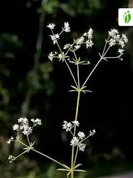 Attēlu rezultāti vaicājumam “Galium schultesii fruit”