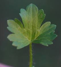 Attēlu rezultāti vaicājumam “Ranunculus elatior leaf”