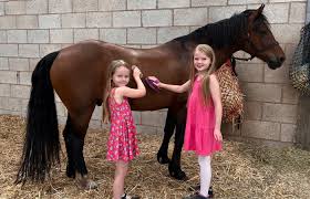 Image result for Blackpool & Fylde Horse Club