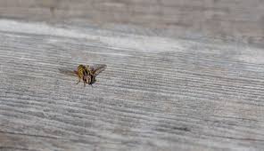 Attēlu rezultāti vaicājumam “Helophilus sp.”