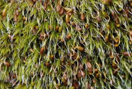 Attēlu rezultāti vaicājumam “Grimmia pulvinata sporophyte”