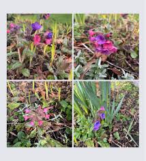 Attēlu rezultāti vaicājumam “Pulmonaria obscura bud”
