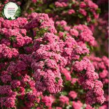 Attēlu rezultāti vaicājumam “Crataegus laevigata flower”