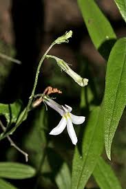 Attēlu rezultāti vaicājumam “Lobeliaceae”