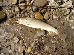 Image result for Salvelinus confluentus