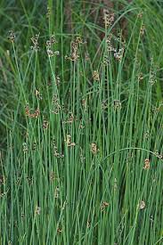 Attēlu rezultāti vaicājumam “Schoenoplectus lacustris subsp. glaucus”