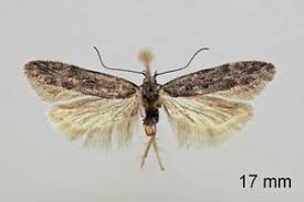 Attēlu rezultāti vaicājumam “Carpatolechia proximella”