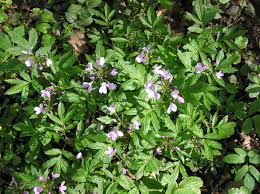 Attēlu rezultāti vaicājumam “Cardamine bulbifera leaf”