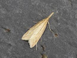 Attēlu rezultāti vaicājumam “Donacaula mucronella”