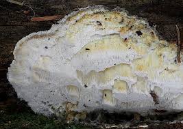 Attēlu rezultāti vaicājumam “Skeletocutis odora”