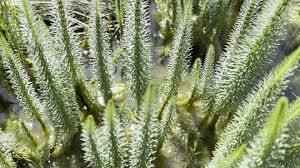 Attēlu rezultāti vaicājumam “Hippuris vulgaris leaf”