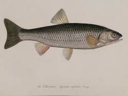 Image result for Squalius cephalus