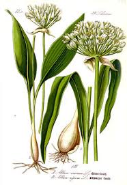Attēlu rezultāti vaicājumam “Allium ursinum flower”