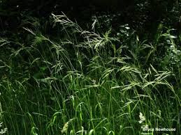 Attēlu rezultāti vaicājumam “Brachypodium sylvaticum fruit”