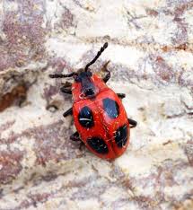 Attēlu rezultāti vaicājumam “Endomychus coccineus”