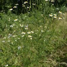 Attēlu rezultāti vaicājumam “Tripleurospermum inodorum”