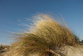 Attēlu rezultāti vaicājumam “Ammophila arenaria”