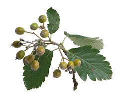 Attēlu rezultāti vaicājumam “Sorbus intermedia fruit”