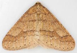 Attēlu rezultāti vaicājumam “Agriopis marginaria”