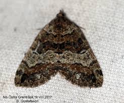 Attēlu rezultāti vaicājumam “Hydriomena furcata”