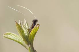 Attēlu rezultāti vaicājumam “Adela cuprella”