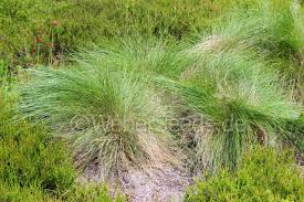 Attēlu rezultāti vaicājumam “Nardus stricta fruit”
