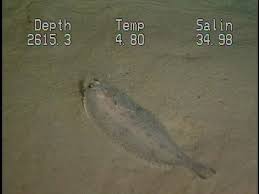 Image result for Pseudopleuronectes americanus